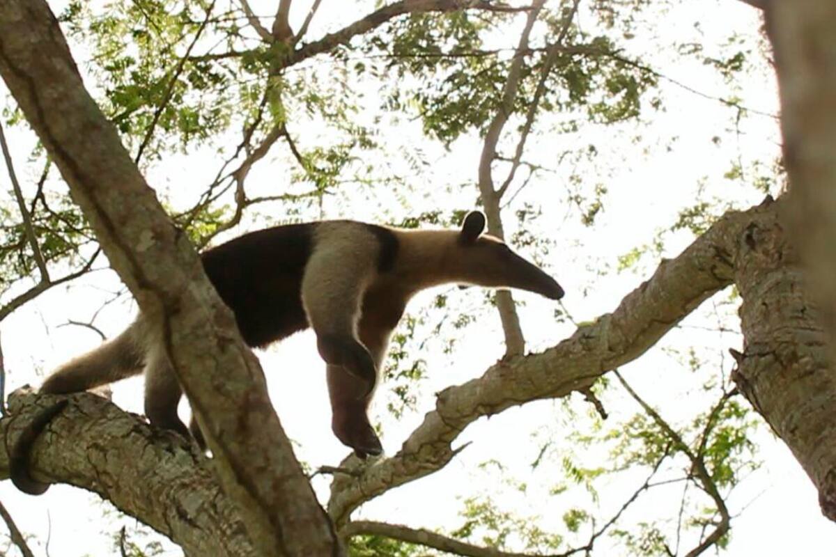 Rescatan a oso hormiguero en Bayunca