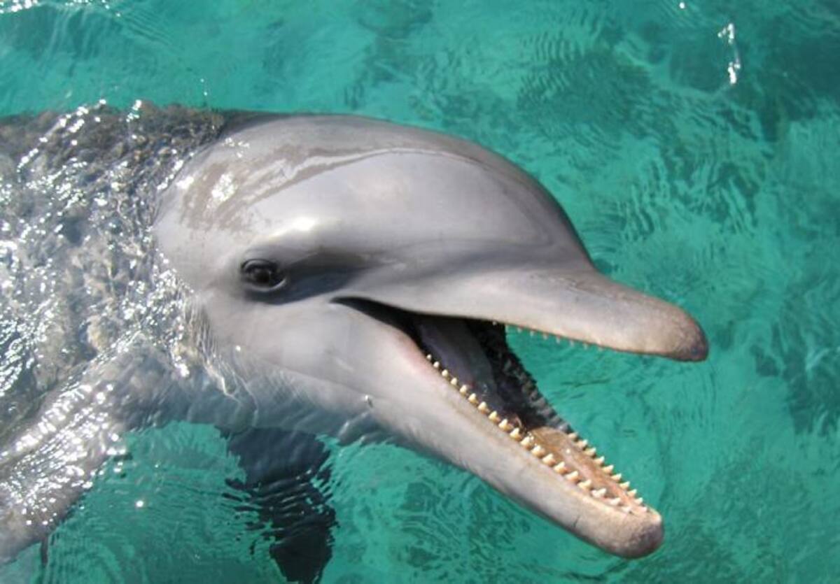 Los delfines, explicó un experto, tienen sexo recreacional con otros delfines durante el año y en algunas ocasiones su energía sexual es dirigida a otras especies, incluso los humanos. Archivo