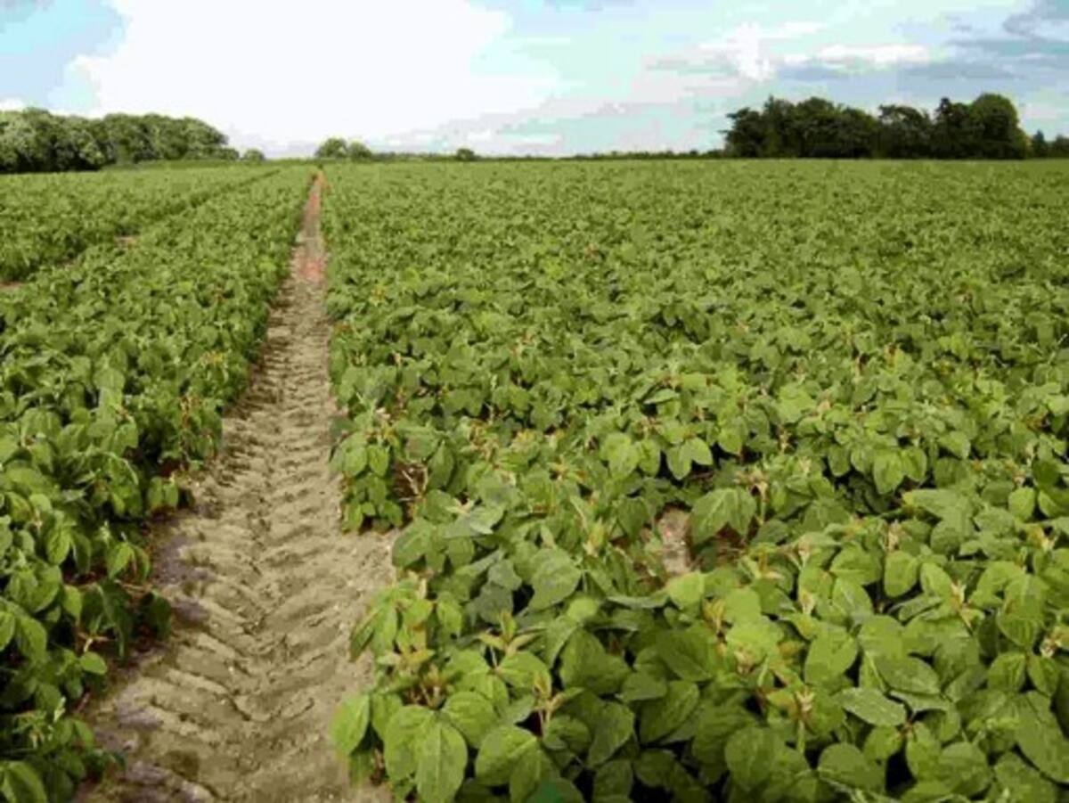 Cultivos transgénicos están hoy en 29 países. estados Unidos lidera el ranking. ARCHIVO/ EL UNIVERSAL