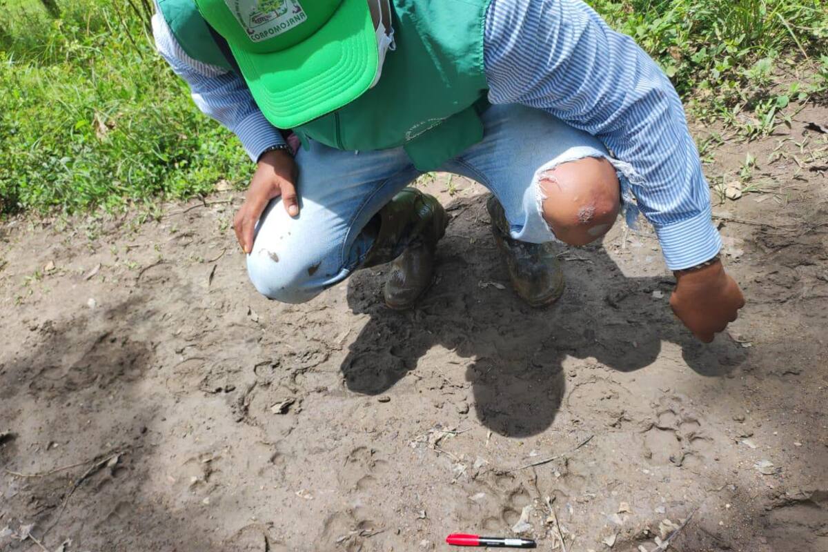¡Atención ! Reportan presencia de un jaguar en zona rural de Majagual