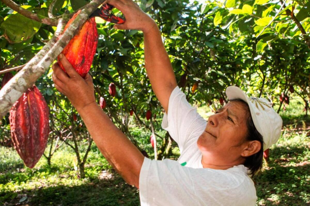 80% de los créditos de Finagro han sido para producción de alimentos