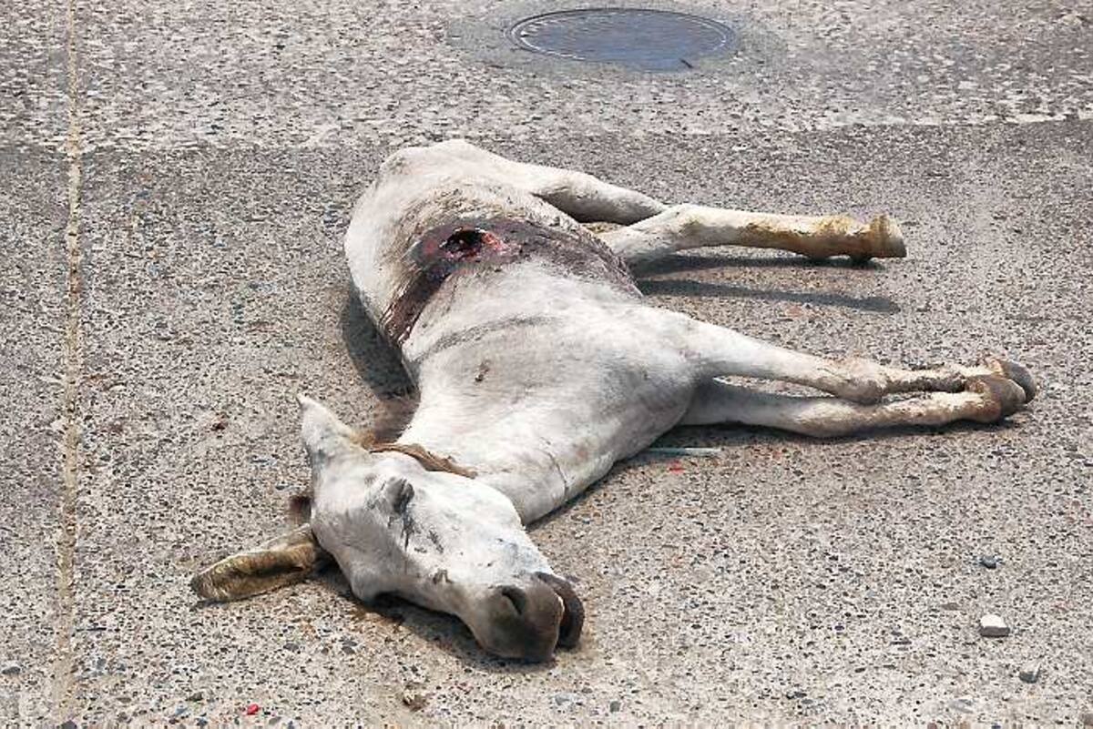 En el 2008 en el barrio Torices, a un burro le propiciaron una herida con changón, el animal permaneció por mas de 24 horas agonizando hasta que le fue practicada la eutanasia. ARCHIVO