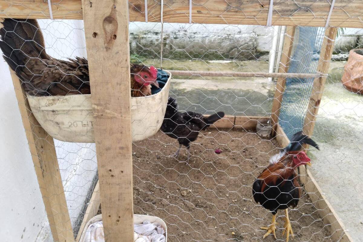 Otro foco de influenza aviar: adoptan medidas sanitarias en Guaranda