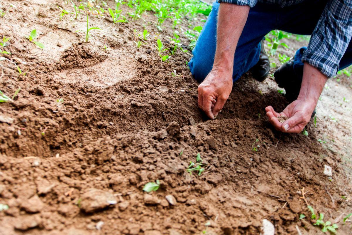 América Latina y el Caribe ¿pueden aportar soluciones a la crisis climática?