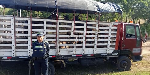 Incautan 38 reses y 3 equinos avaluados en más de $110 millones en Bolívar