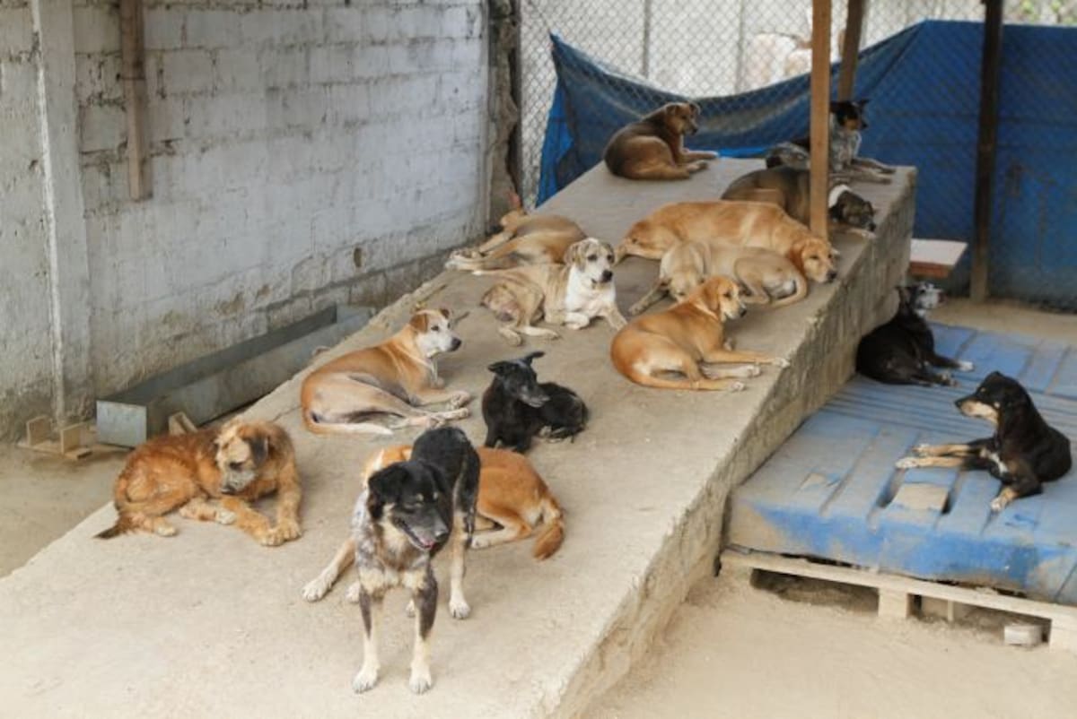 Más de 200 perros y unos 150 gatos habitan en el refugio de la Fundación Frad, en Turbaco. //Foto Julio Castaño-El Universal.