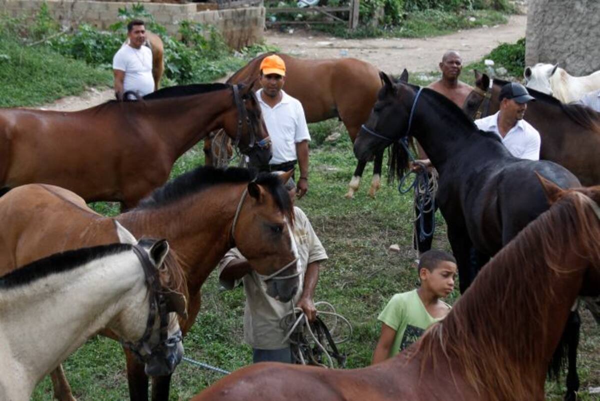 Cada caballo costó alrededor de dos millones de pesos. Foto: Lorena Henríquez Laborde - El Universal