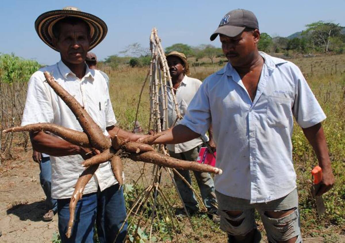 Mediante la siembra y transformación de yuca y batata, los emprendedores capacitados por el Sena se abastecen de su alimento y generan ingresos económicos. CORTESÍA