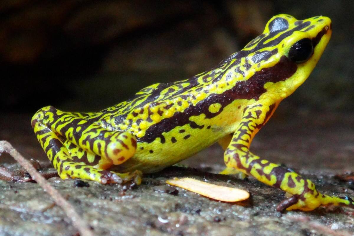 El cambio climático amenaza con extinguir a los anfibios, advierte estudio