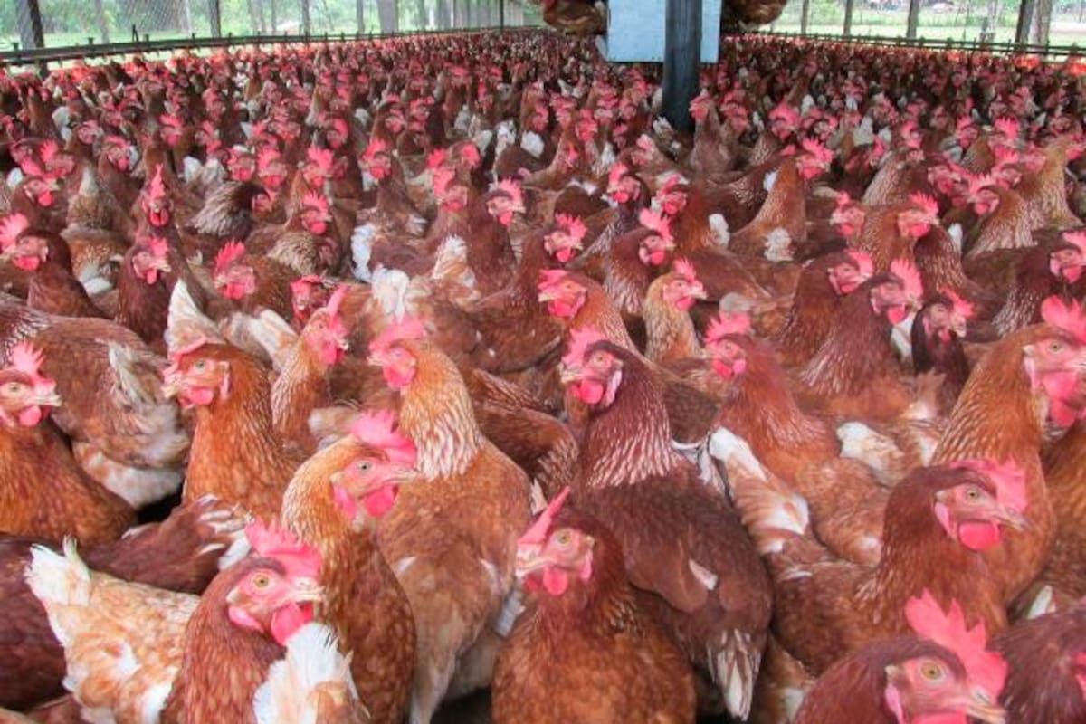 Avicultura colombiana busca espacio en mercados externos