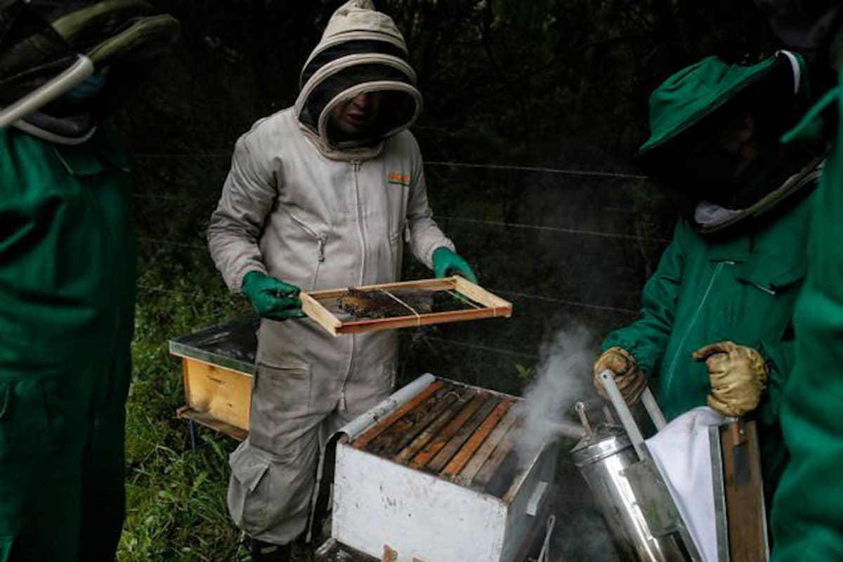 La millonaria demanda al estado colombiano por muerte masiva de abejas