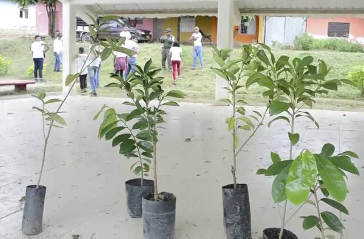 Los árboles, entre otros muchos beneficios, transforman el dióxido de carbono responsable del efecto invernadero en biomasa. Lila Leyva Villareal