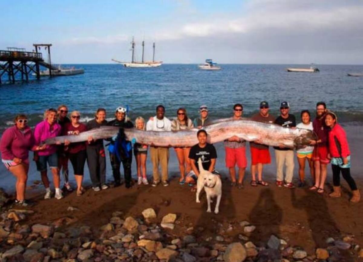 Este pez en forma de serpiente fue encontrado en California y mide más de 5 metros. INTERNET.