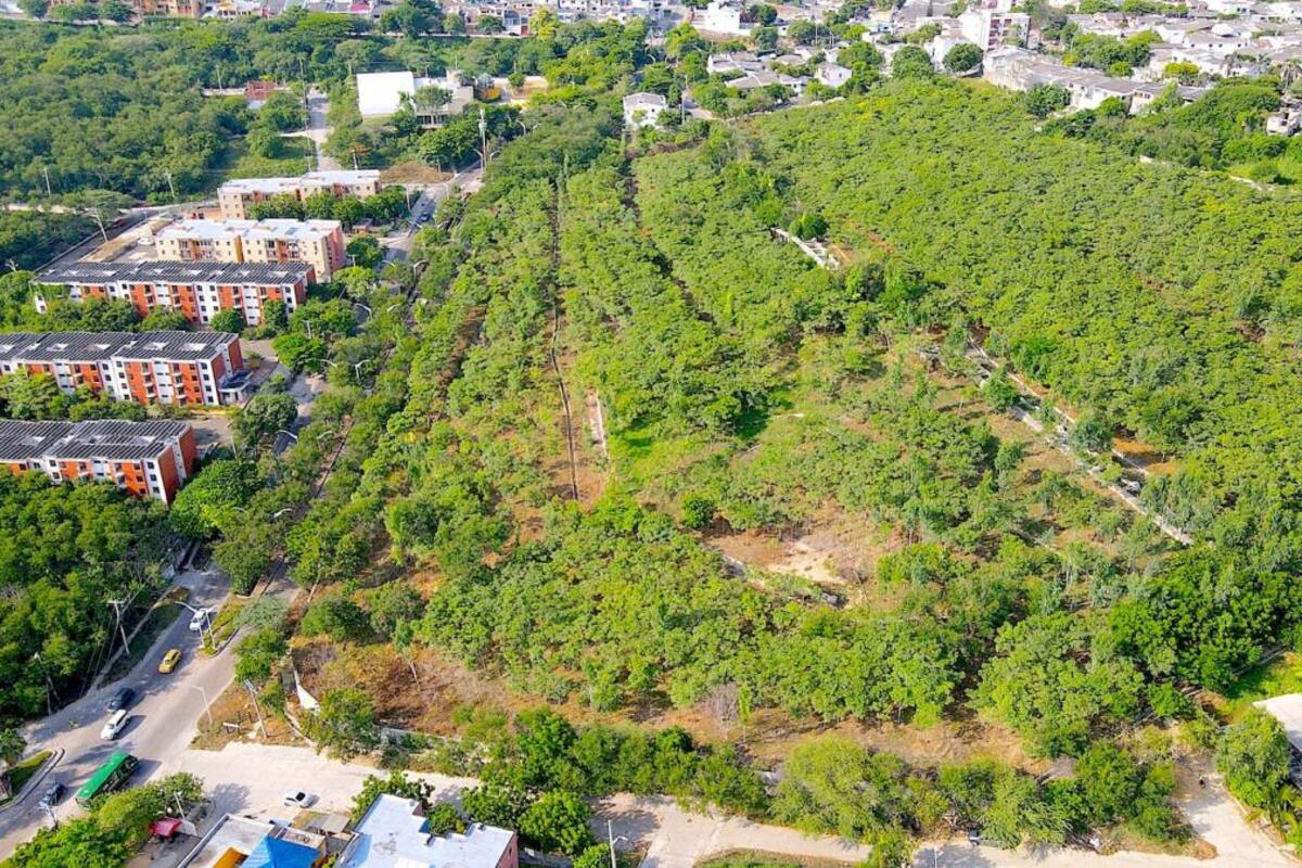 Bosques urbanos: la apuesta de Barranquilla contra el cambio climático