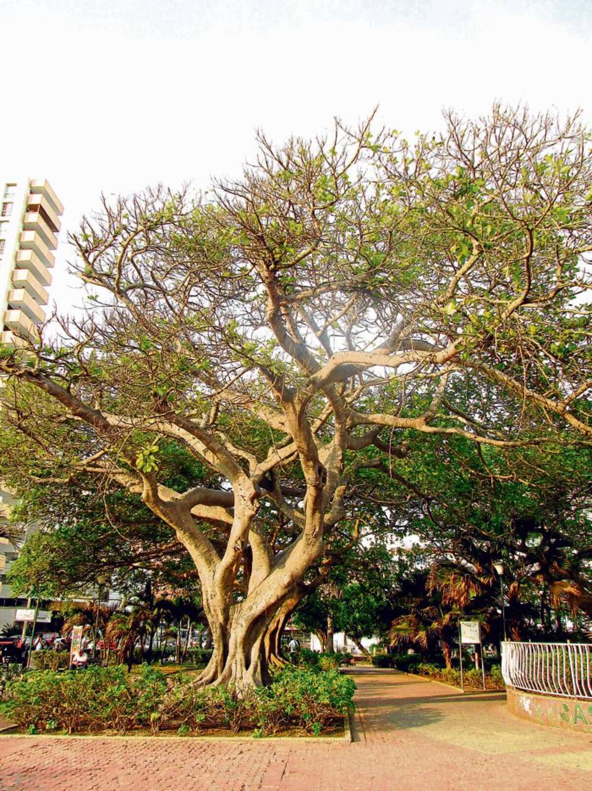 Un árbol de caucho claudica ante la adversidad de una plaga que los azota desde hace rato.