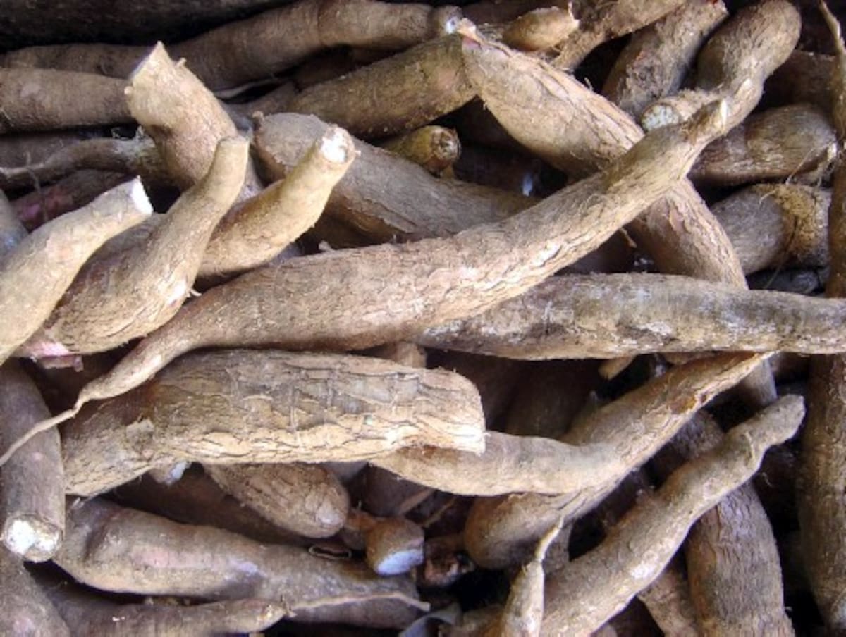 En Córdoba se están registrando mayores volumen de yuca, dentro de la producción agrícola de esta región que permite su distribución hacia otras regiones del país. JUAN FABRA / EL UNIVERSAL