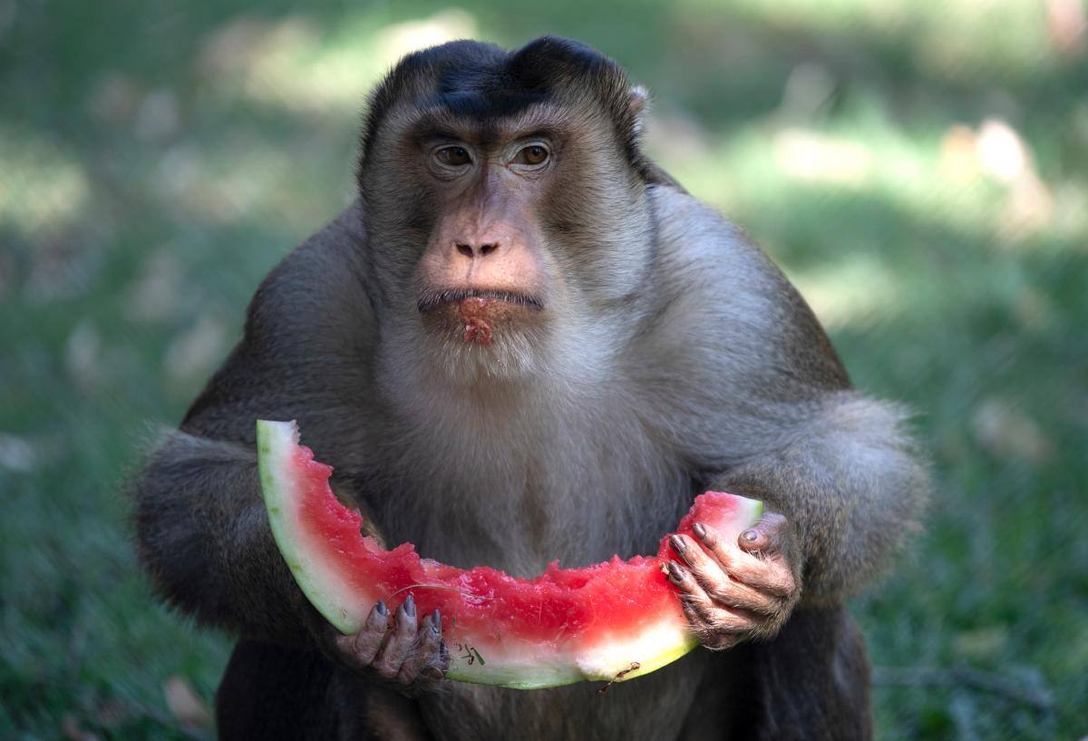A los animales también les da calor. //EFE