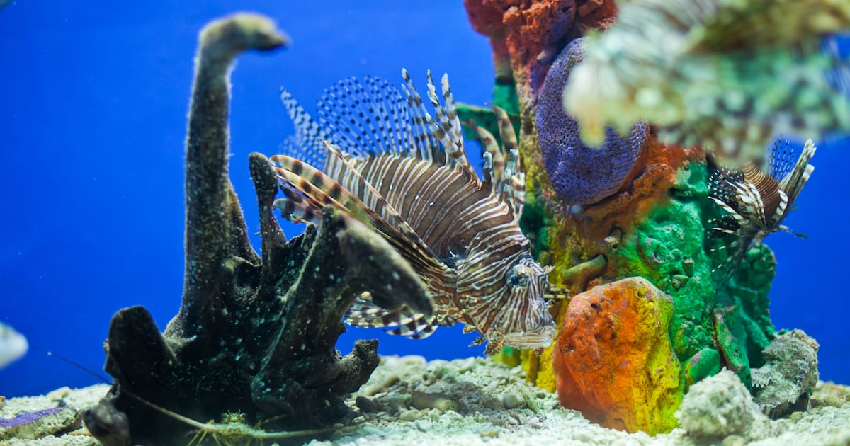 Guide to the Oceanario Islas del Rosario: Prices, Access, and Things to Do