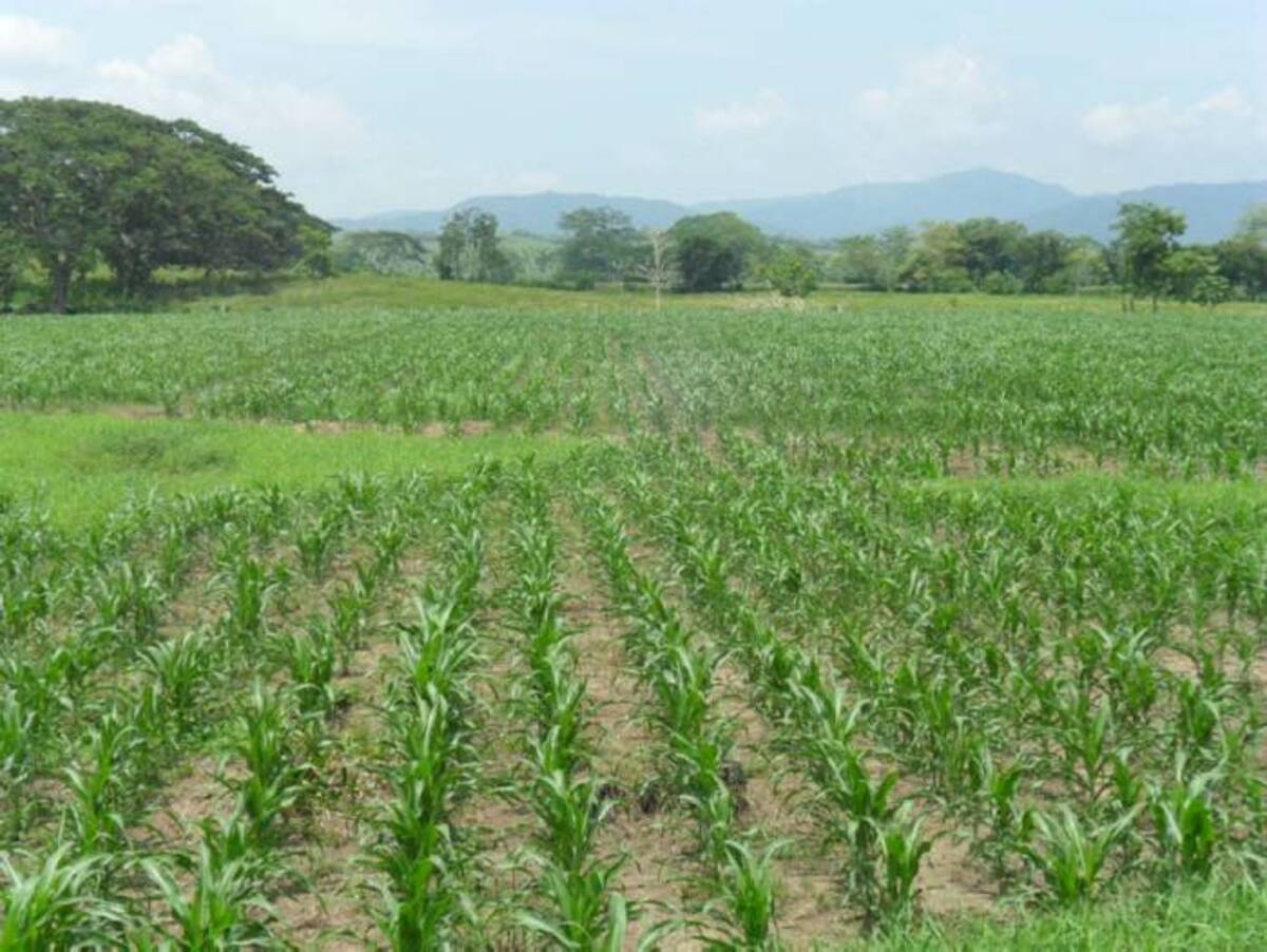 Más de 500 mil personas dependen laboralmente del cultivo de maíz. HERMES FIGUEROA A. - EL UNIVERSAL