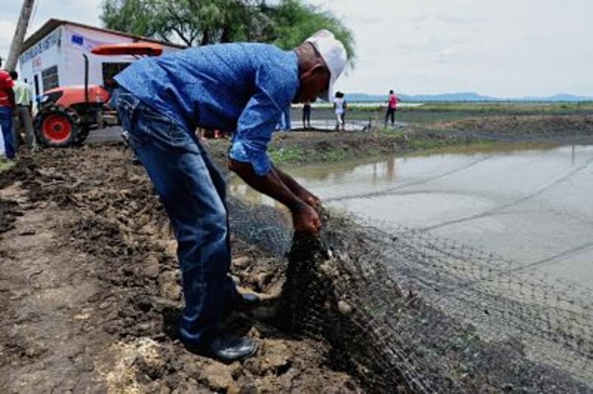 Los estanques están en la comunidad de Sagrado Corazón de Jesús del corregimiento. Cortesía