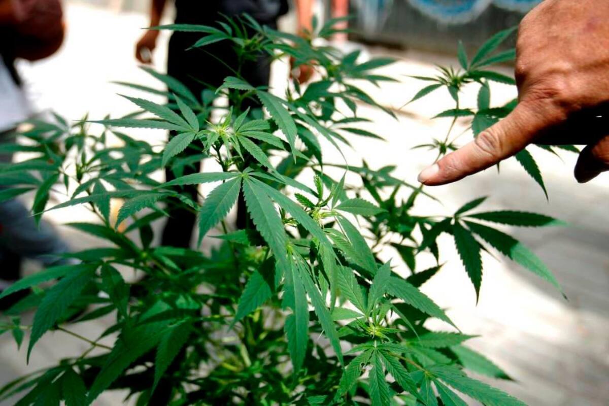 “Un avance importante”: Colombia reglamentó el uso industrial del cannabis