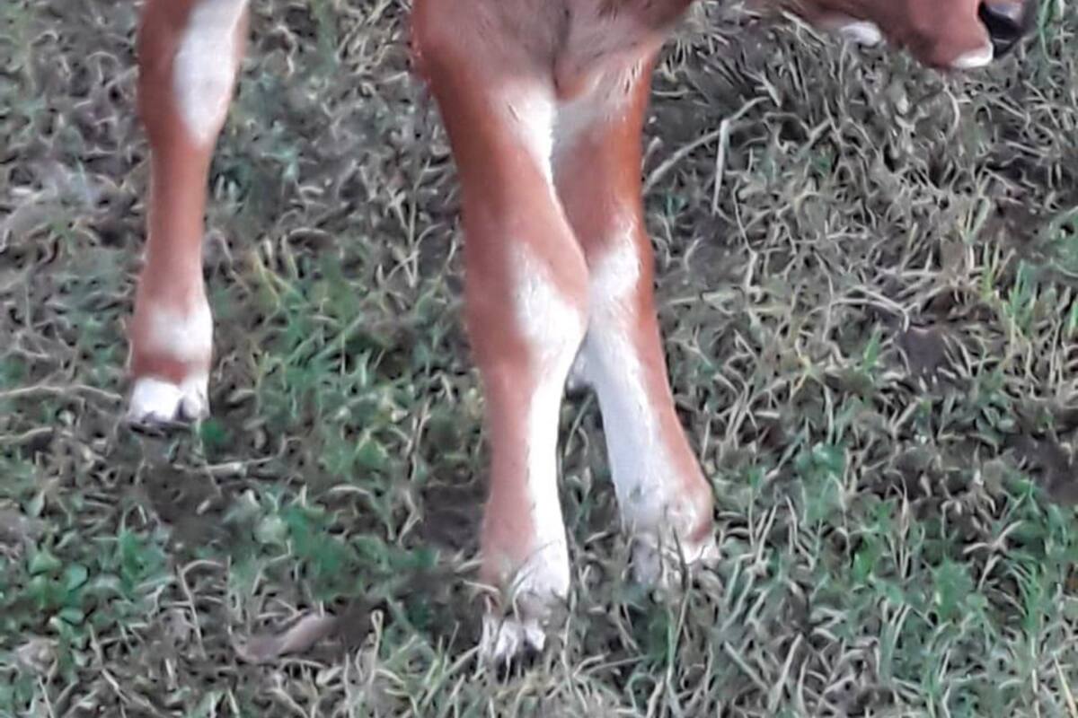 Lo sorprenden teniendo sexo con una ternera y escapa desnudo