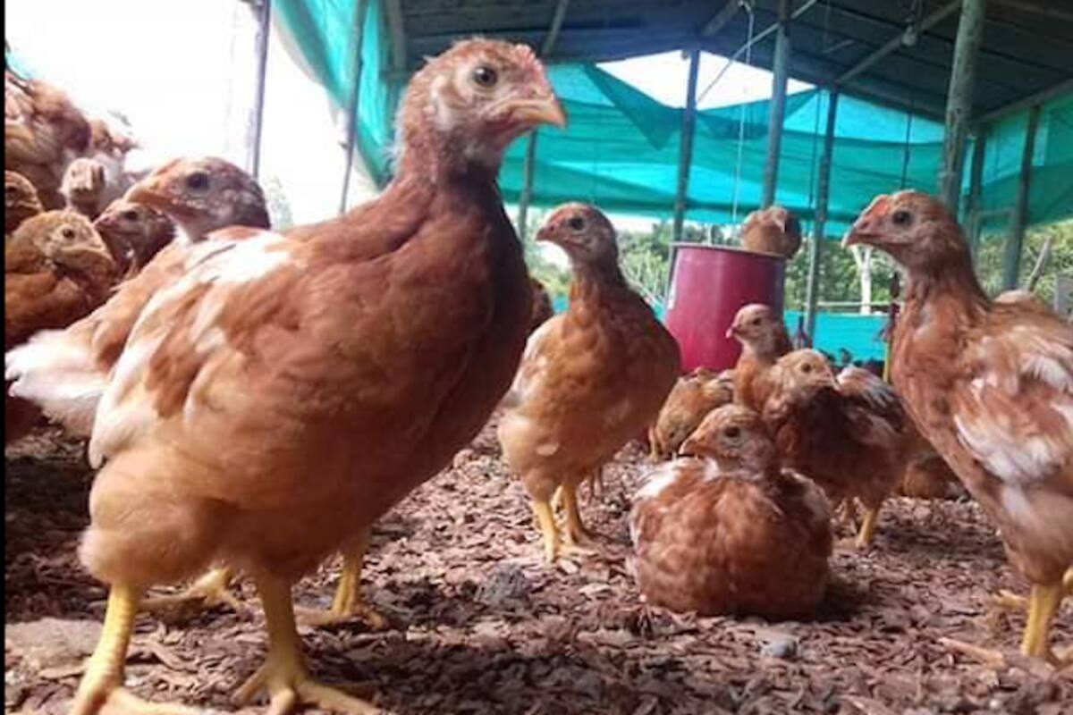 Alarma en el sur del Atlántico por posible brote de gripe aviar