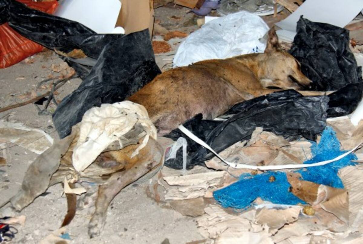 El perro antes de ser atendido. Kailline Giraldo/El Universal