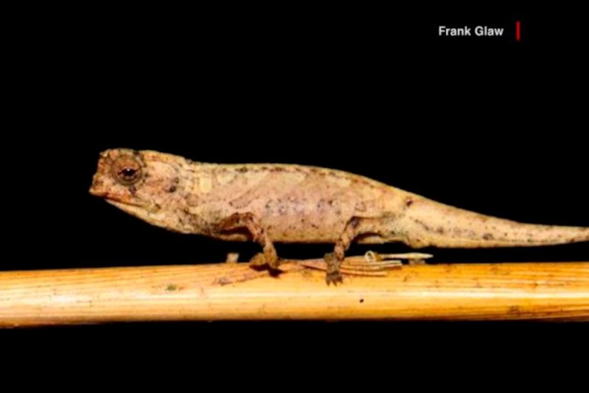 Conozca cuánto mide el camaleón más diminuto del mundo