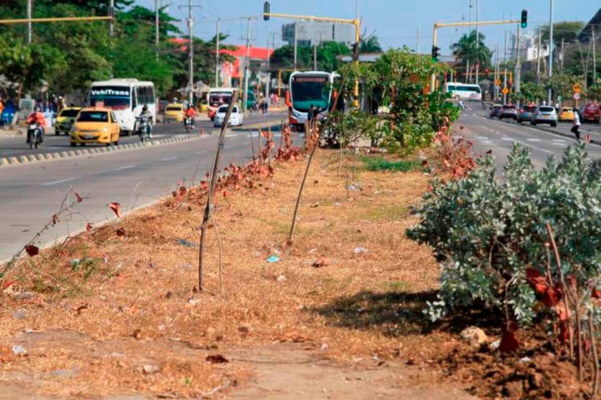 Sigue la muerte de árboles por falta de mantenimiento en Cartagena
