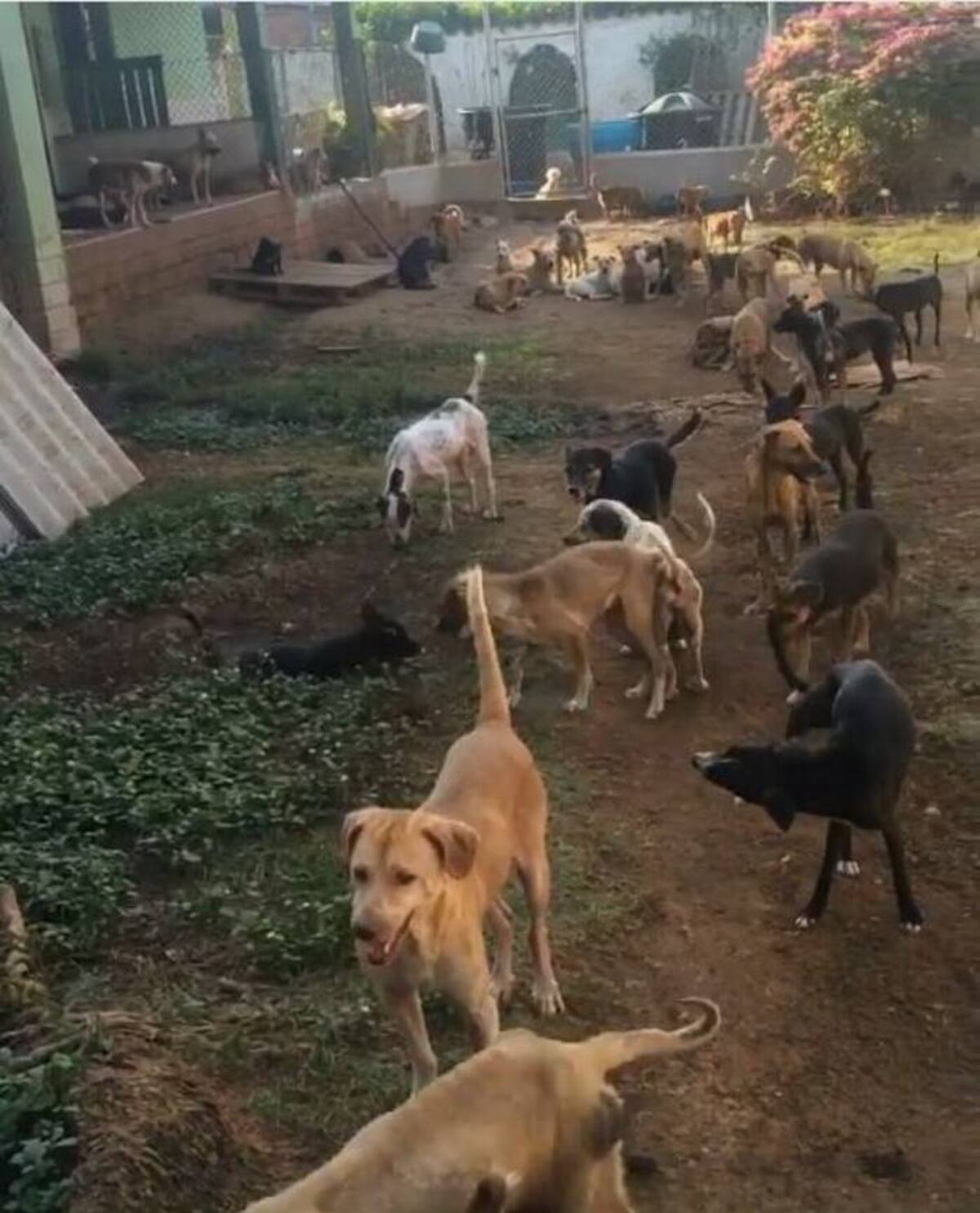 Alrededor de 320 perros están en el albergue de Ángeles con Patas, en Turbaco. //Cortesía Fundación Ángeles con Patas