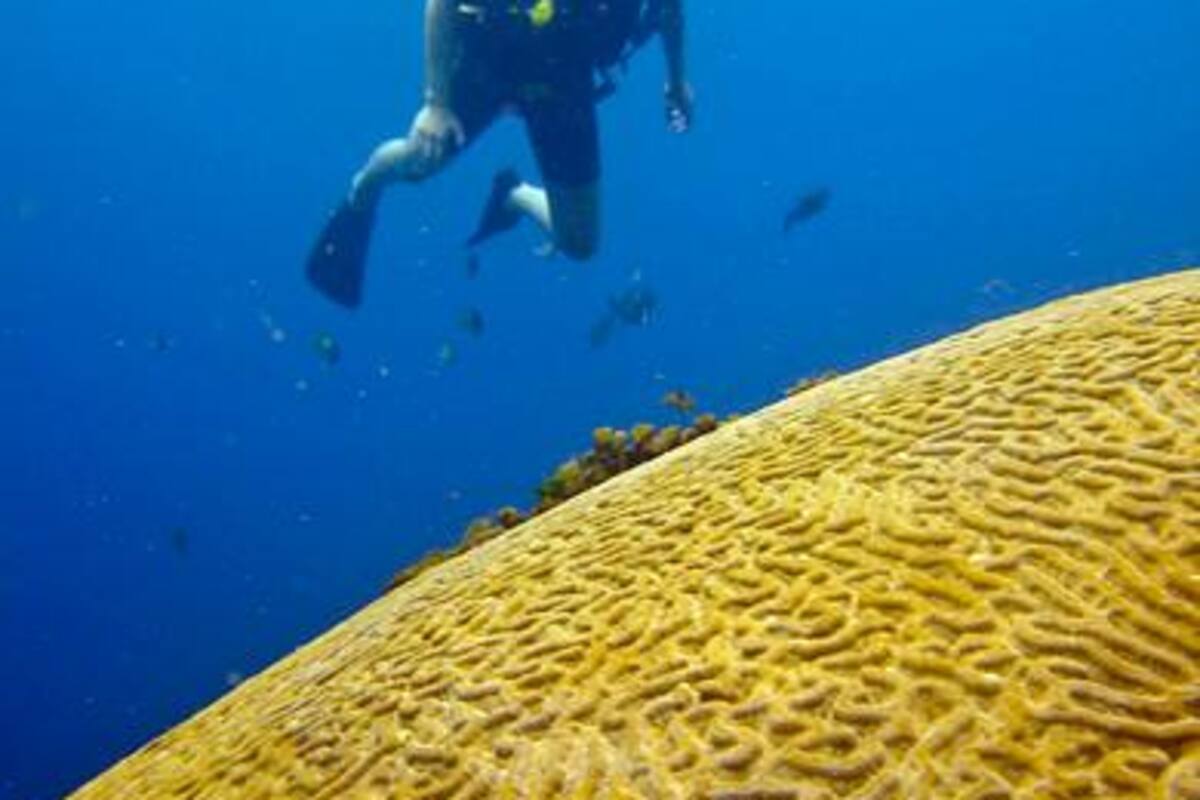 Proponen restaurar corales con sonidos que atraigan a los peces