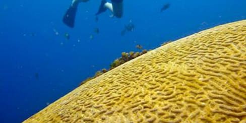 Proponen restaurar corales con sonidos que atraigan a los peces