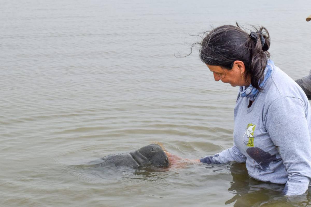 Nació la cuarta cría de la manatí María del Mar