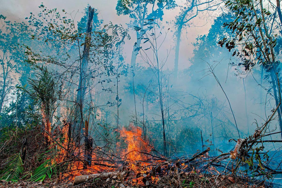 Reservas naturales de Colombia en riesgo por cultivos ilícitos