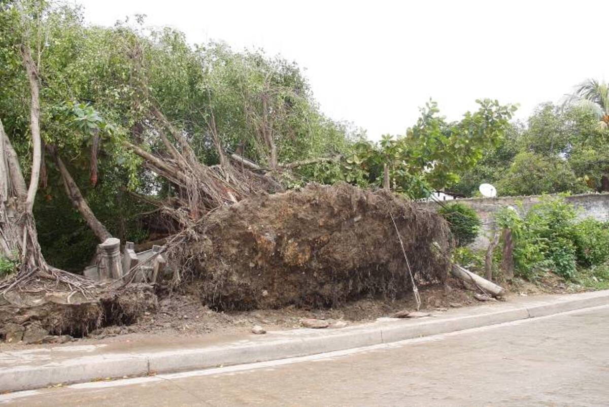 El vendaval derribó un árbol y éste tumbó un poste de telefonía fija. KAILLINE GIRALDO - EL UNIVERSAL