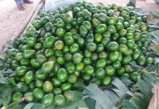 Al aguacate de los Montes de María lo está “acabando” la fitóftora