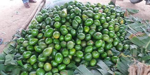 Al aguacate de los Montes de María lo está “acabando” la fitóftora