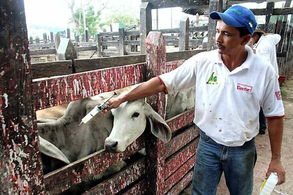 La vacunación contra rabia bovina será adelantada en los municipios endémicos.