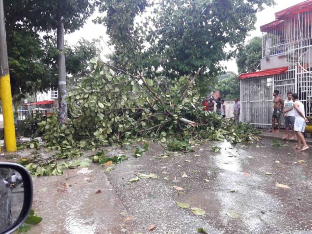 Árbol caído en Las Gaviotas tras las fuertes lluvias. CORTESÍA