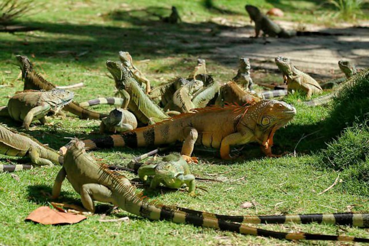 Más de 800 iguanas viven en la Isla de Johnny Cay