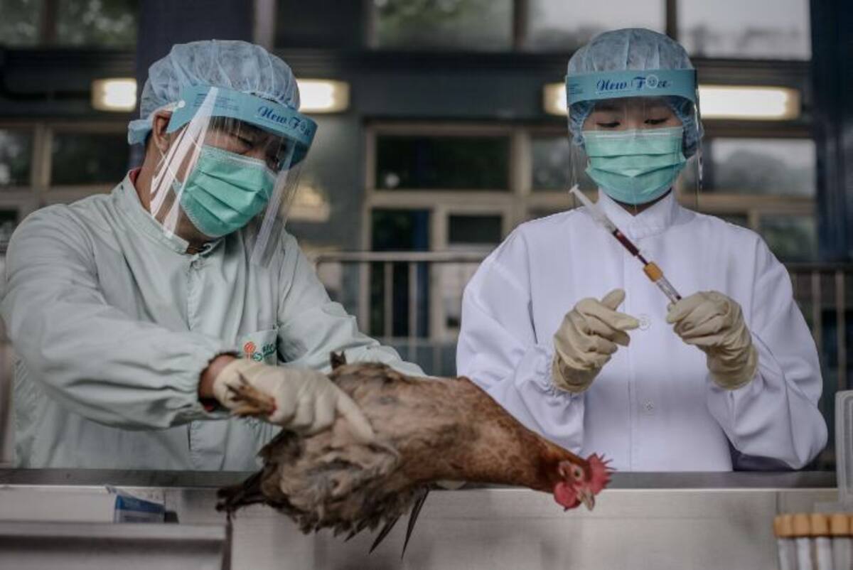 Este es el primer caso de virus H7N9 que se confirma en Hong Kong. AFP