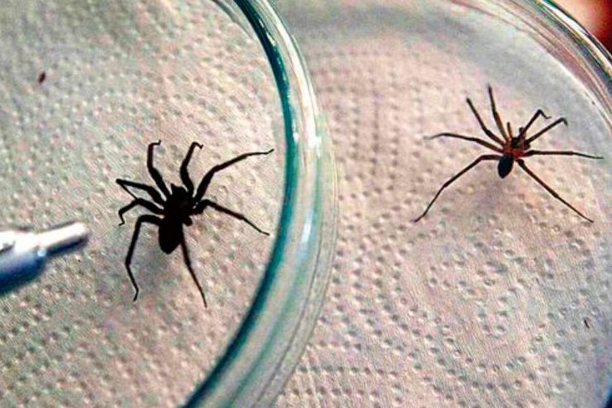 Araña venenosa casera mordió a un niño: especialistas lograron salvarlo