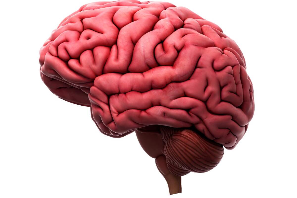 Lo que le hace el amor a nuestro cerebro