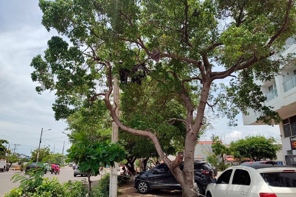 ¡Cuidado! Extranjeros, en urgencias por comer peligroso fruto en Cartagena