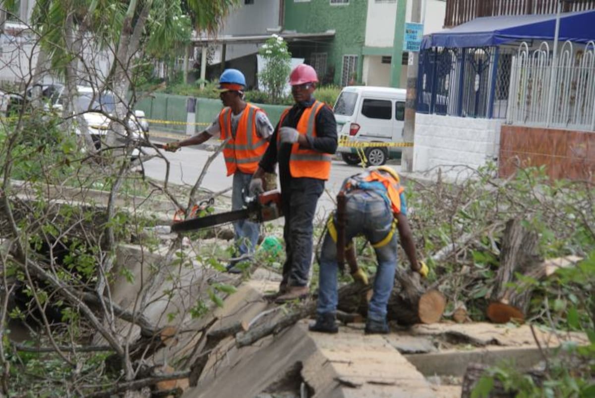 En 2014, Cartagena tenía 1 árbol por cada 17 habitantes, un dato muy inferior si tenemos en cuenta que la Organización Mundial de Salud (OMS) recomienda un árbol por cada tres habitantes. Luis Aparicio/ El Universal