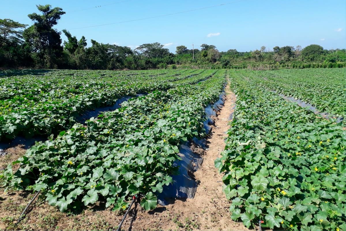 Las 13 prioridades de Minagricultura para complementar la reforma agraria