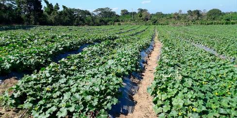 Las 13 prioridades de Minagricultura para complementar la reforma agraria