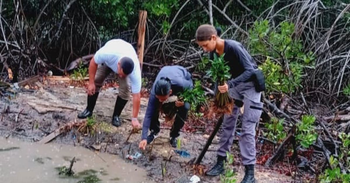 Cartagena sí celebra el Día Mundial de los Humedales sembrando vida en La Boquilla