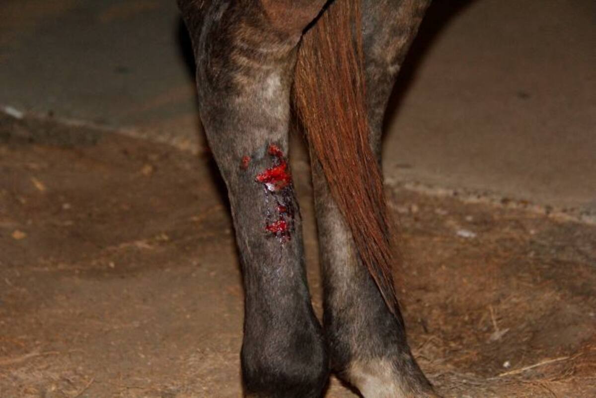 El 6 de septiembre se desplomó otro caballo en Bocagrande Archivo